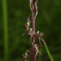 Liparis nervosa (Thunb.) Lindl.